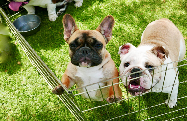 Doggy Day Care